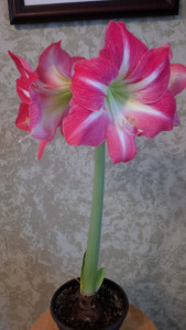 Beautiful Apple Blossom Amaryllis