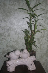 My lucky bamboo, plus lovebirds from my mom.